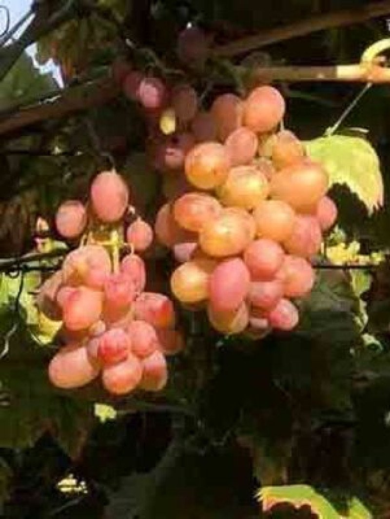 Şehrazat Asma Fidanı