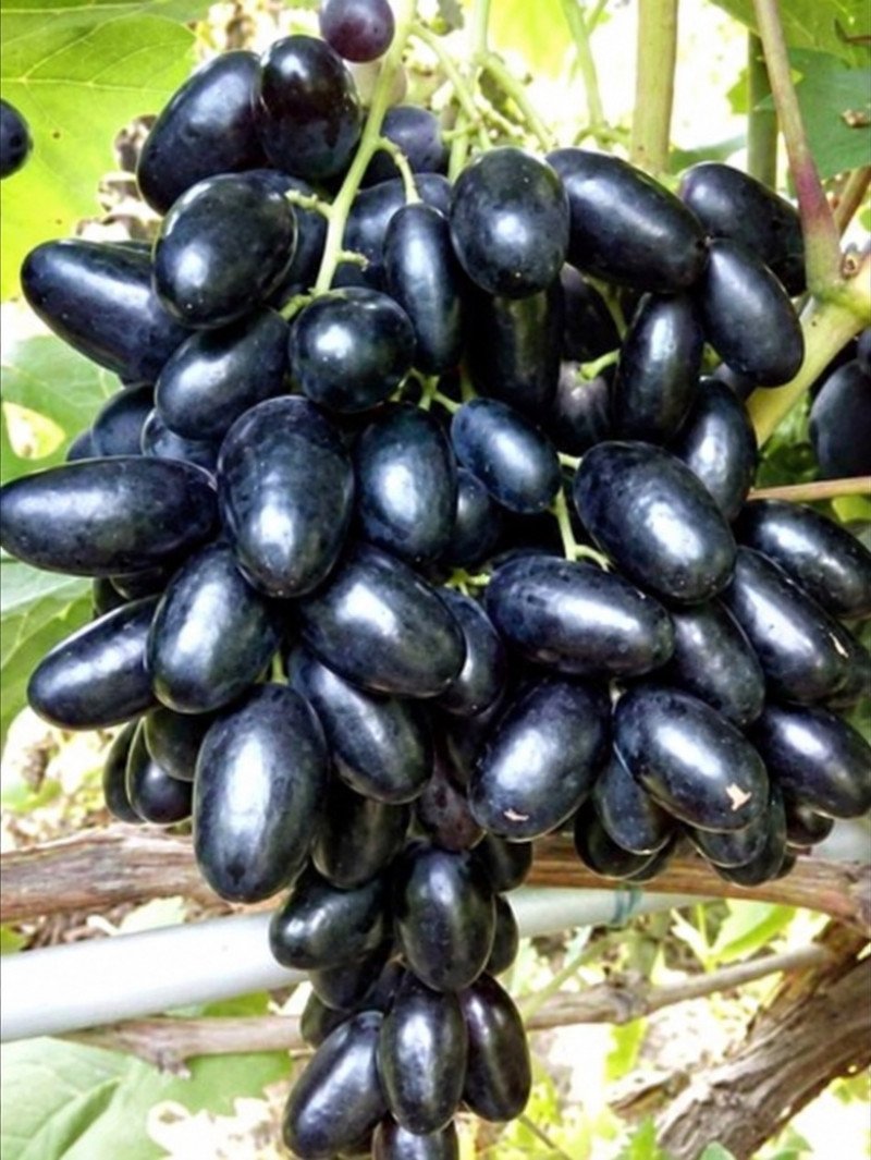 Siyah Parmak Asma Fidanı