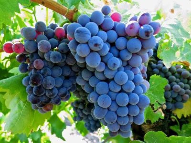 Grenache Asma Fidanı