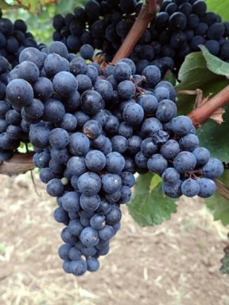 Cabernet Mitos Asma Fidanı