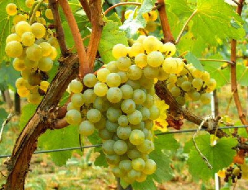Chardonnay Asma Fidanı
