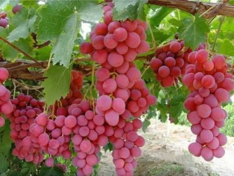 Pembe Gemre Asma Fidanı