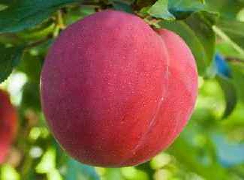 Pioneer Erik Fidanı