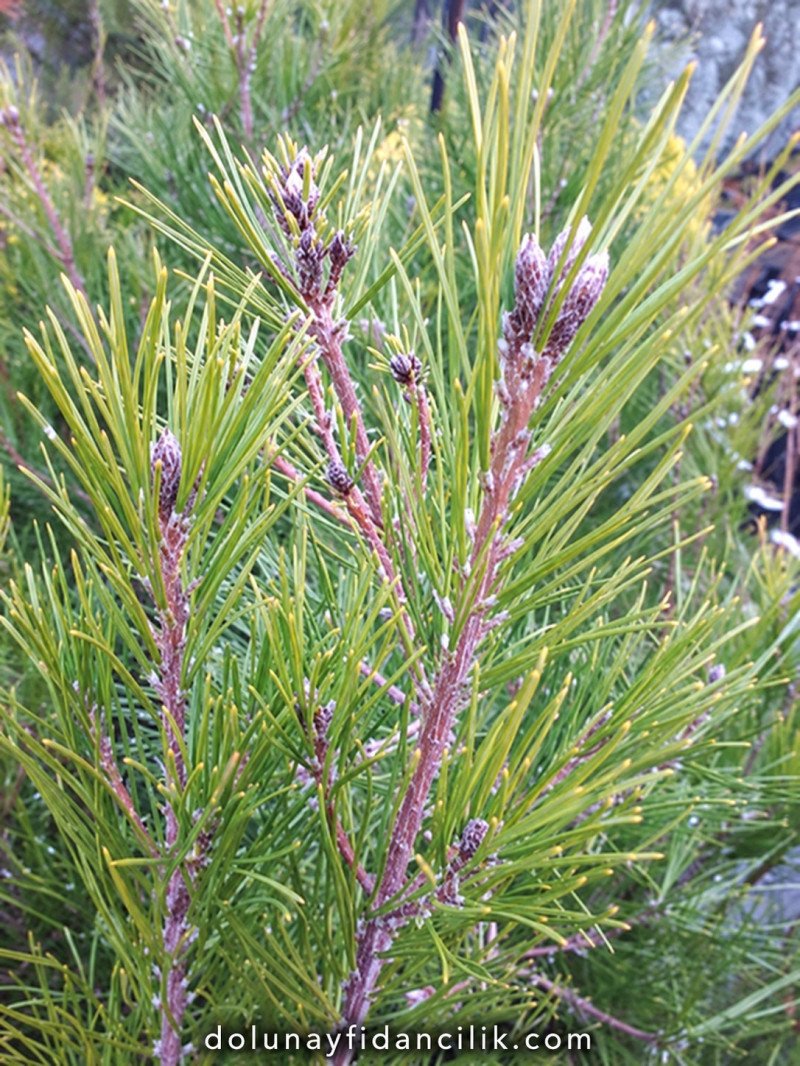 Kızılçam Fidanı (Pinus brutia)
