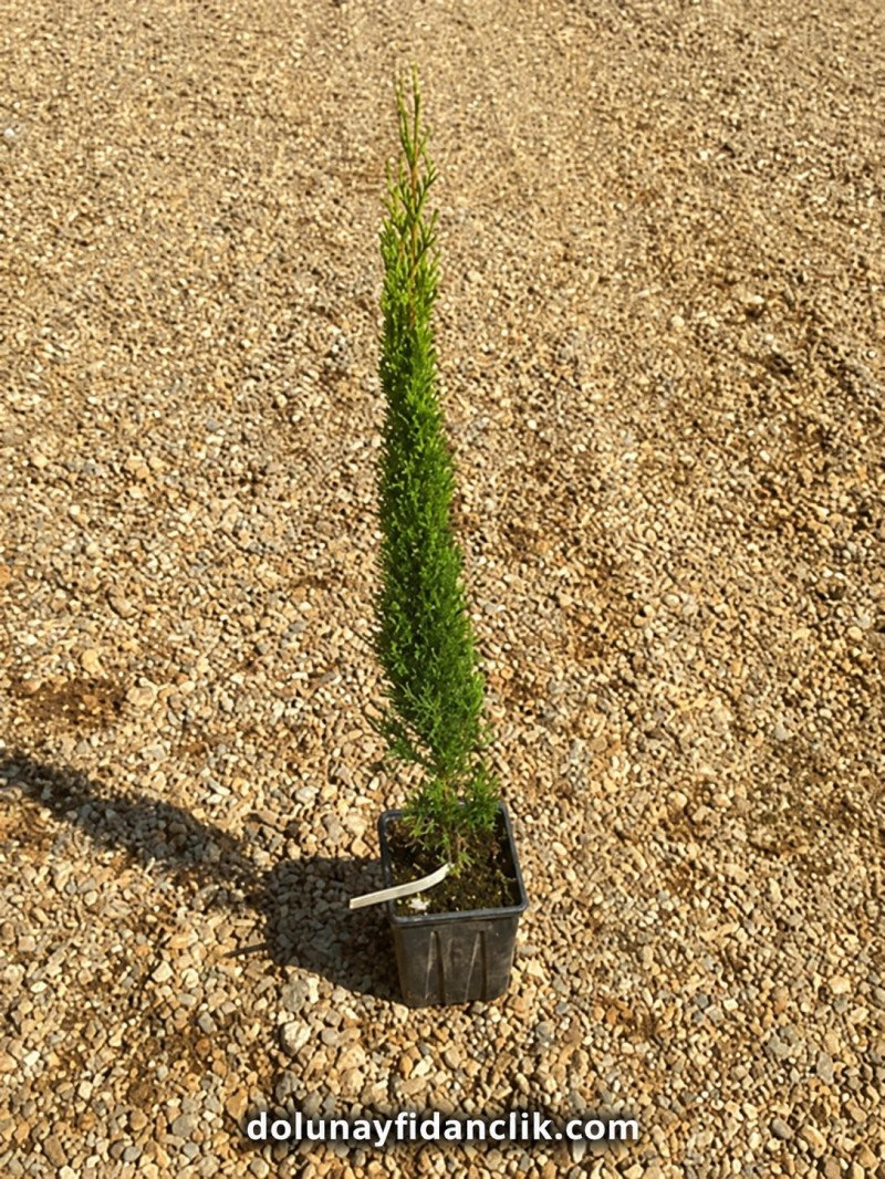 Totem Kalem Servi Fidanı (Cupressus sempervirens)