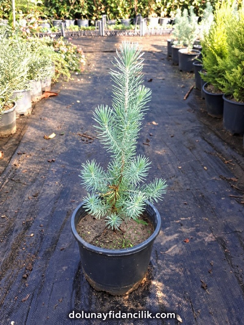 Fıstık Çamı Fidanı (Pinus pinea)