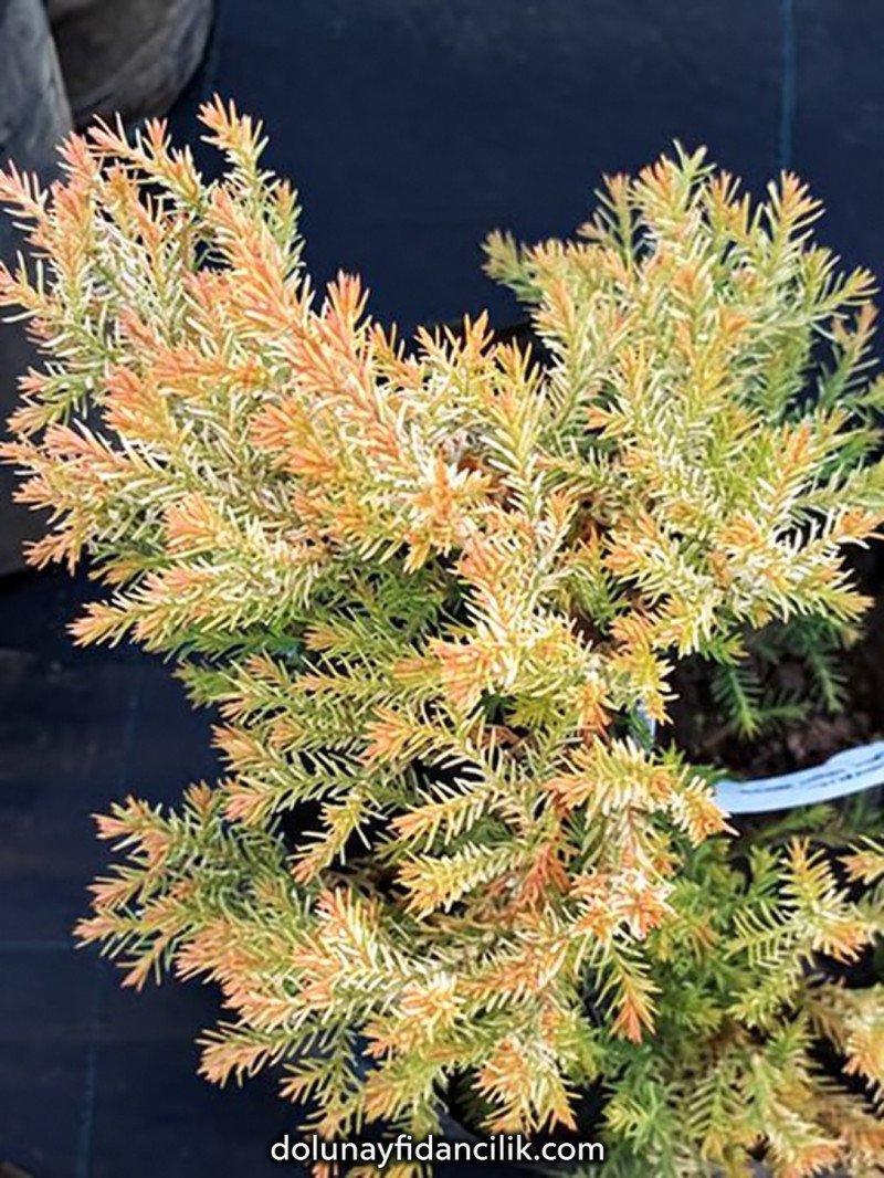 Rheingold Mazı Fidanı (Thuja occidentalis)