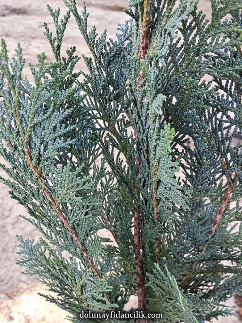Lawson Yalancı Servi Fidanı (Columnaris Glauca)
