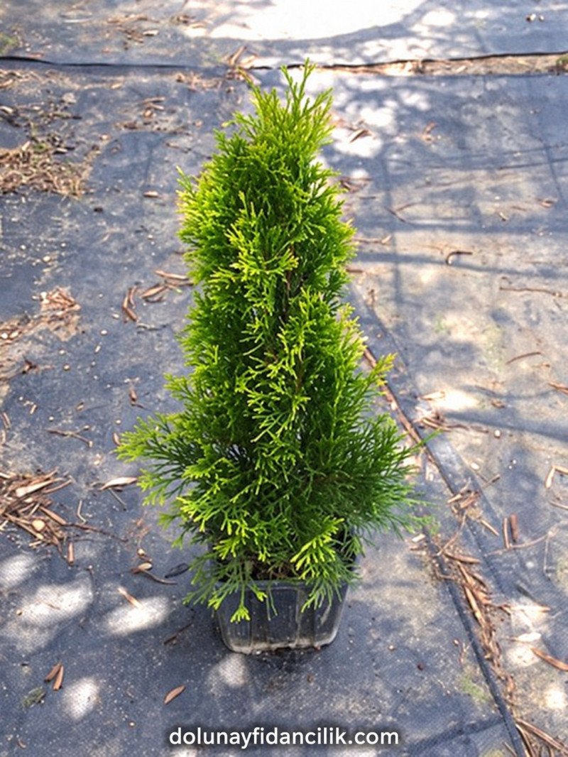 Altuni Batı Mazısı Fidanı (Golden Smaragd)