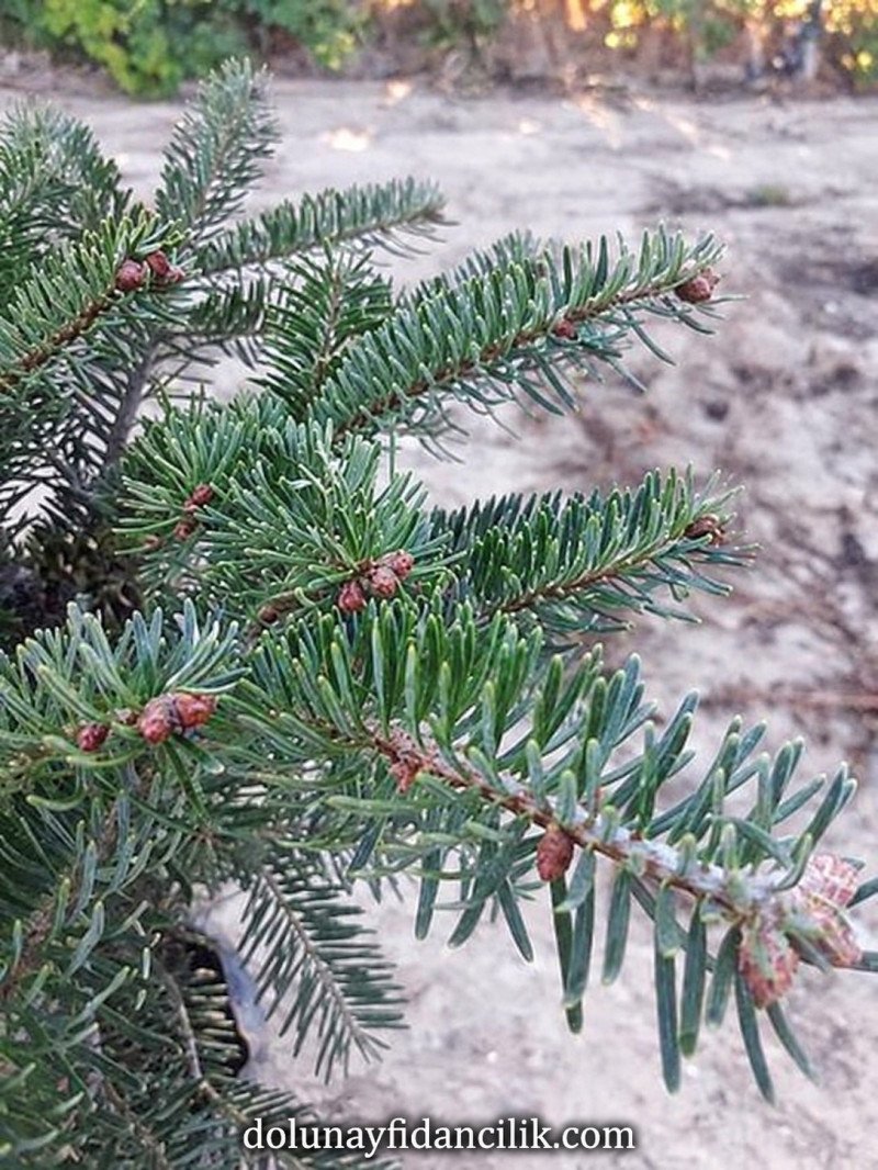 Kafkasya Göknarı Fidanı (Abies nordmanniana)