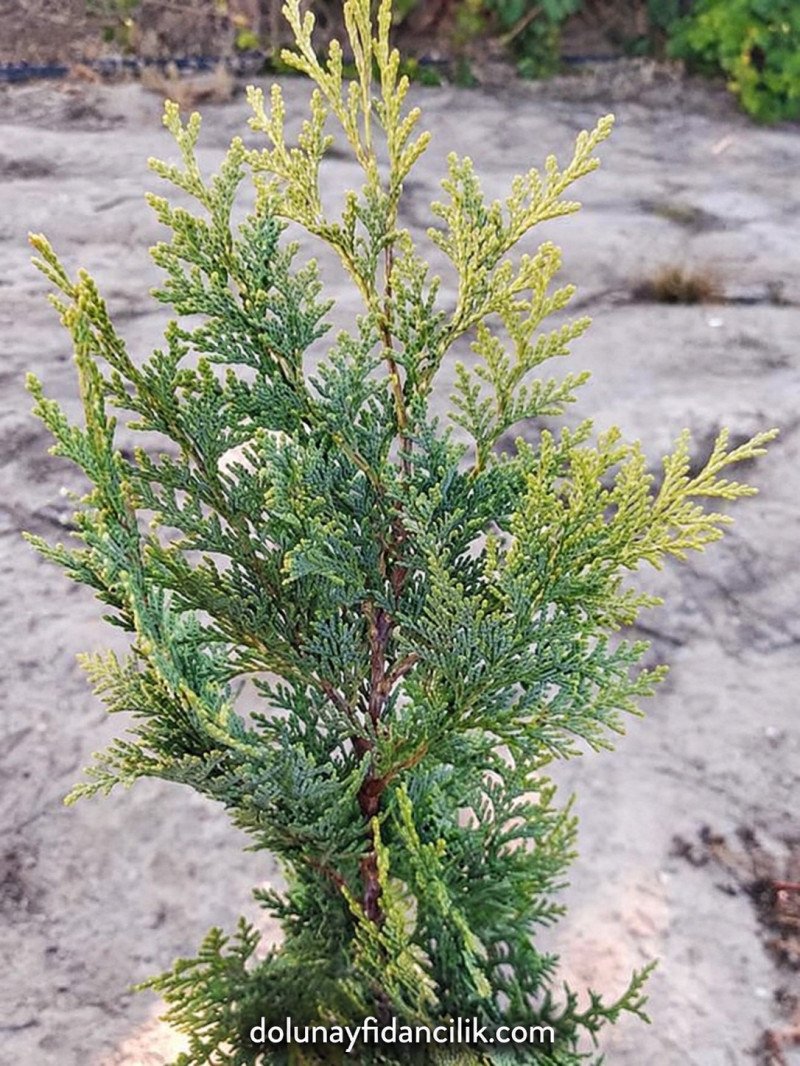 Altuni Lawson Yalancı Servi Fidanı (Columnaris Aurea)