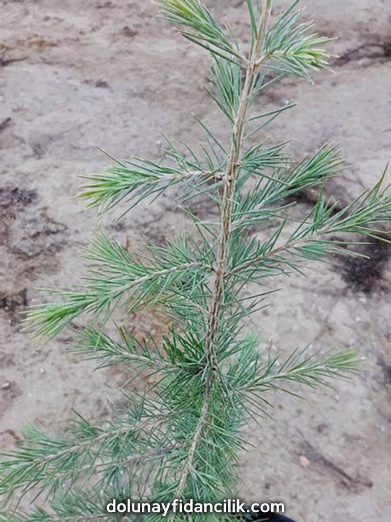 Himalaya Sediri Fidanı (Cedrus deodara)