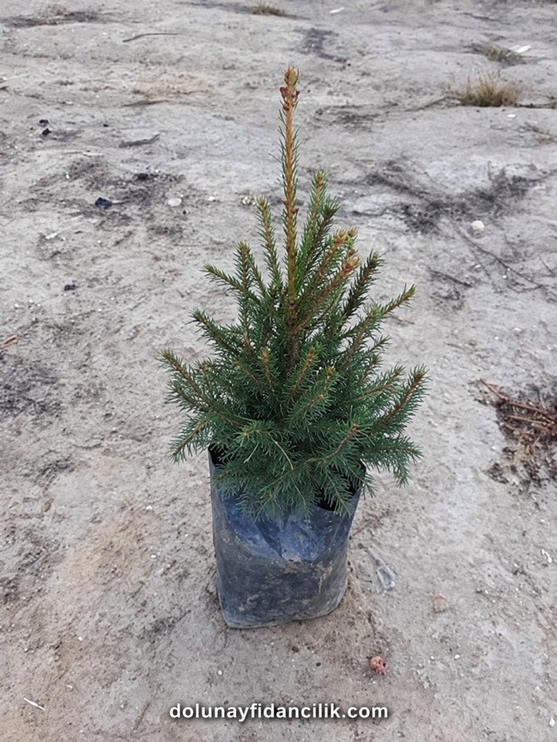 Batı Ladini Fidanı (Picea excelsa)