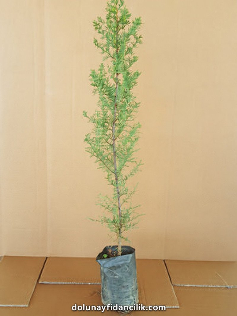 Kara Servi Fidanı (Cupressus sempervirens)