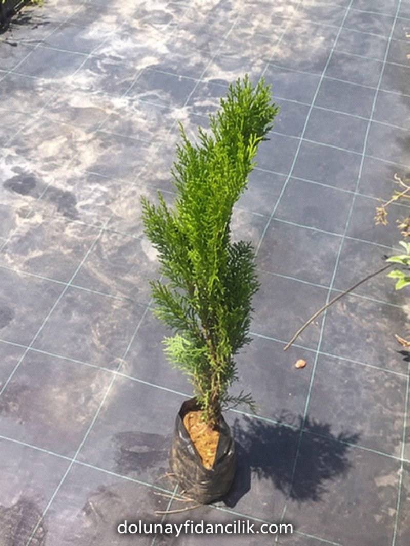 Yeşil Çit Mazısı Fidanı (Thuja orientalis)