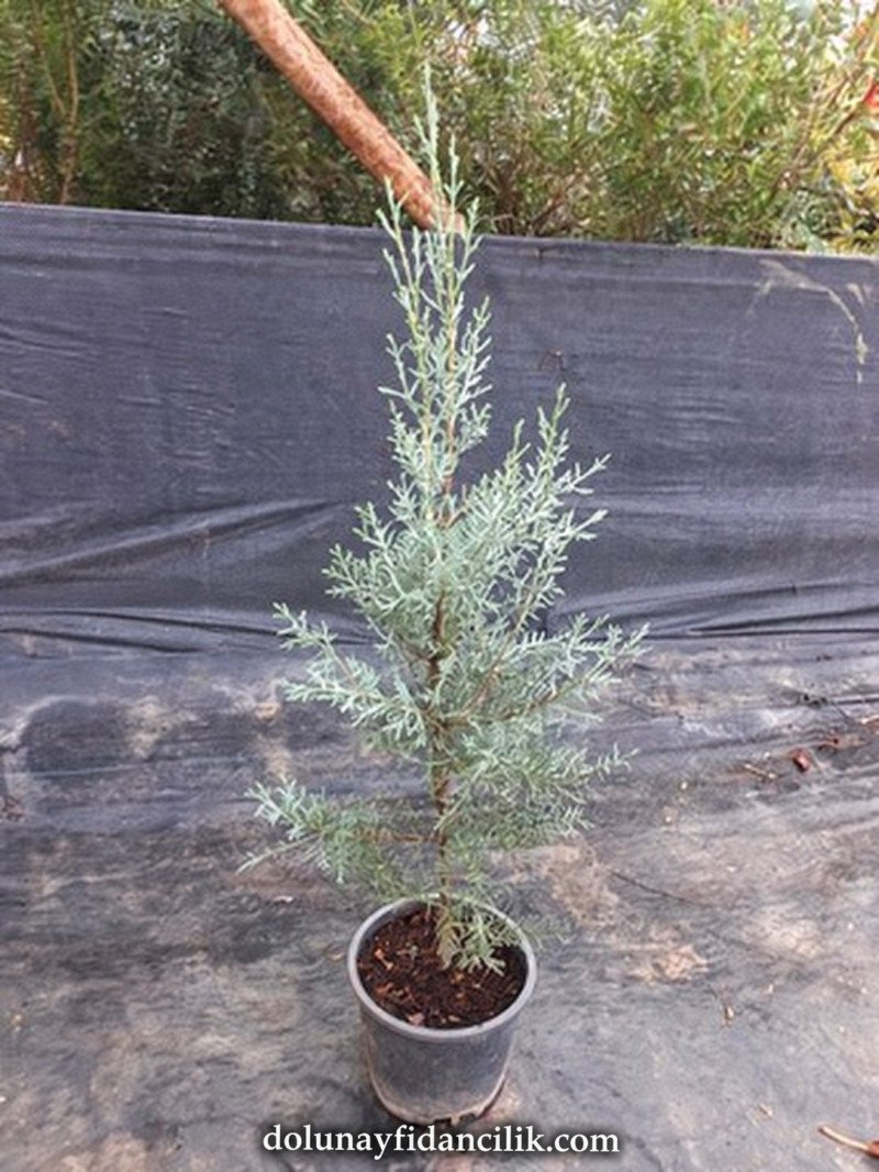 Mavi Servi Fidanı (Cupressus arizonica Glauca)