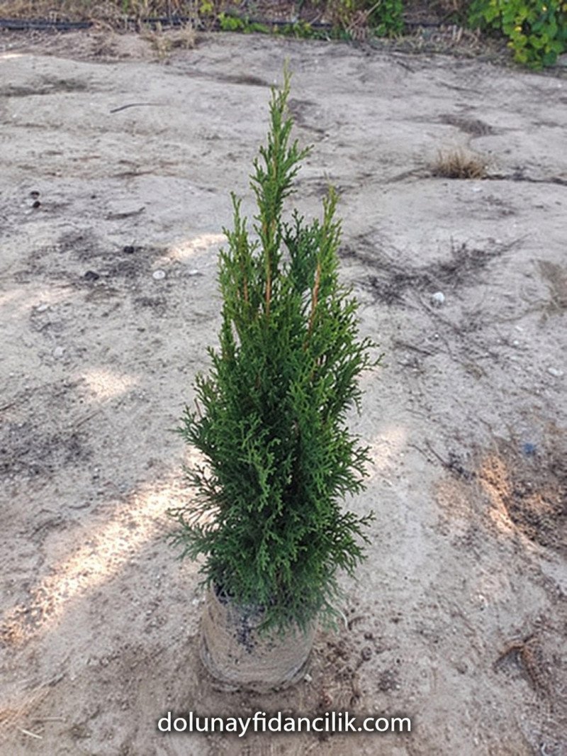 Batı Mazısı Fidanı (Thuja occidentalis Smaragd)