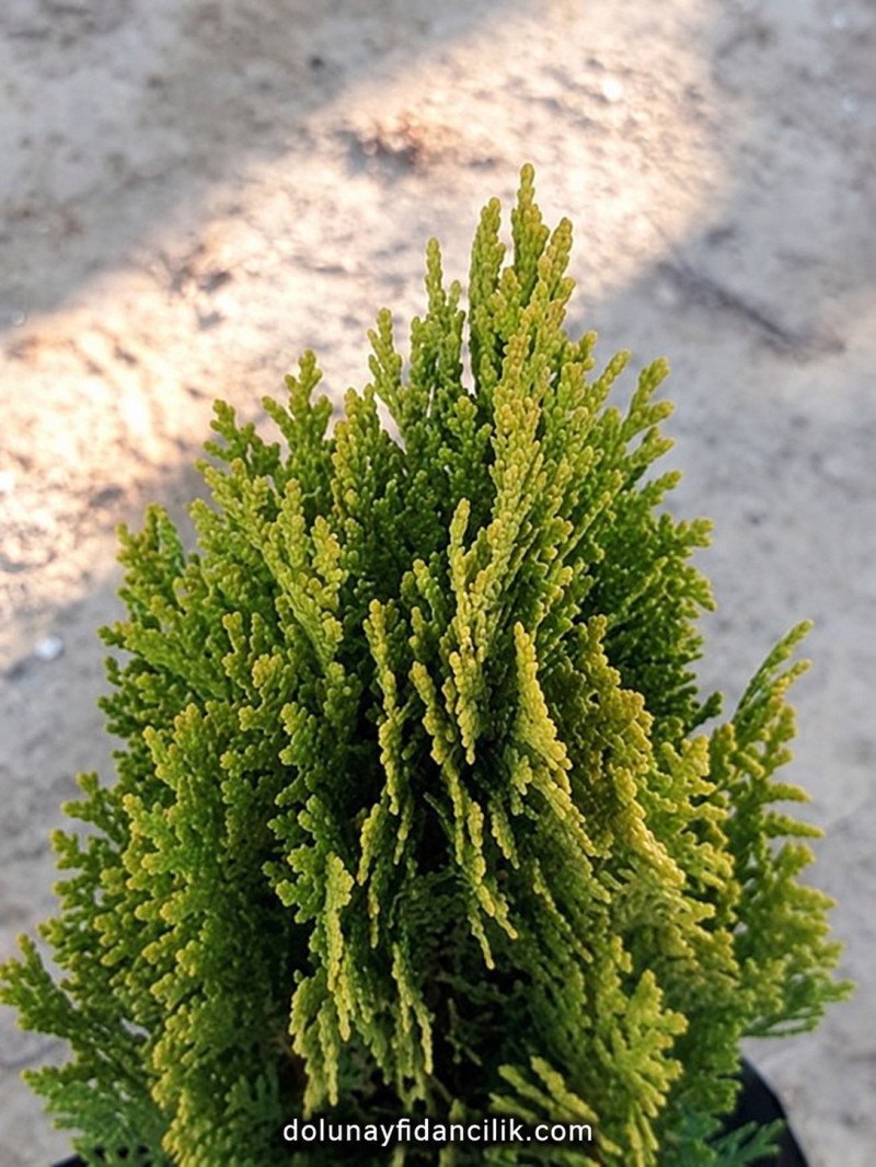 Altuni Top Mazı Fidanı (Aurea Compacta Nana)