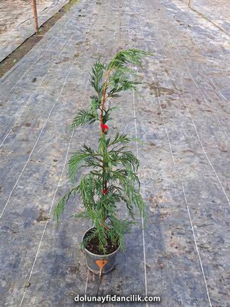 Leylandi Fidanı (Cupressocyparis leylandii)