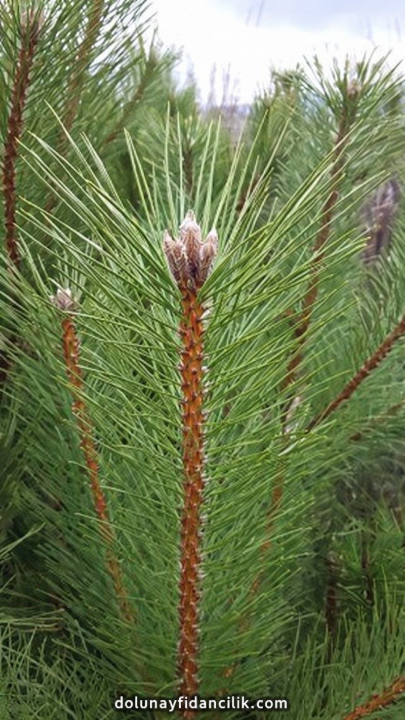 Karaçam Fidanı (Pinus nigra)