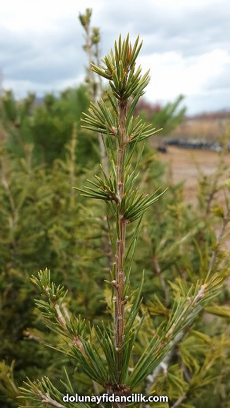 Toros Sediri Fidanı (Cedrus libani)