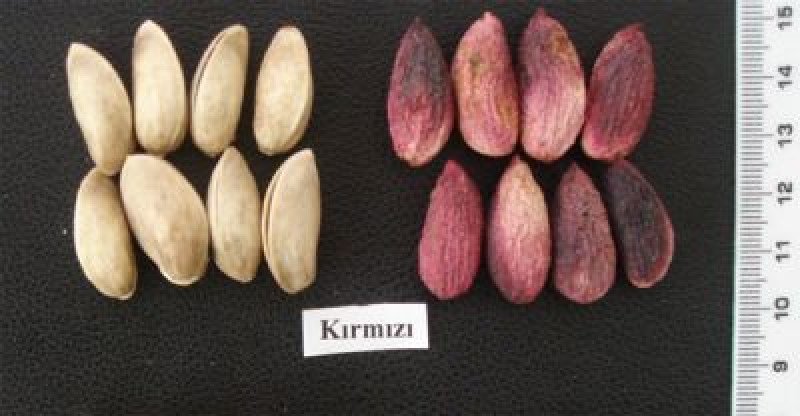 Kırmızı Antep Fıstığı Fidanı (Dişi)