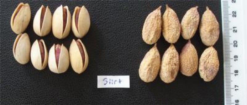 Siirt Antep Fıstığı Fidanı (Dişi)