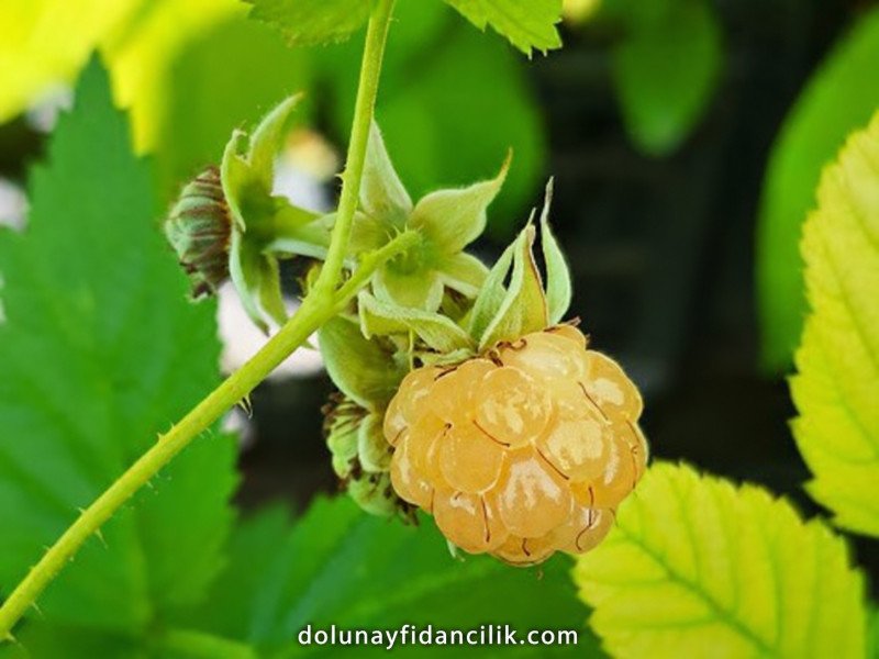 Sarı Ahududu Fidanı (Fallgold)