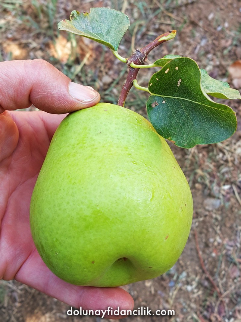 Ekşisulu Armut Fidanı