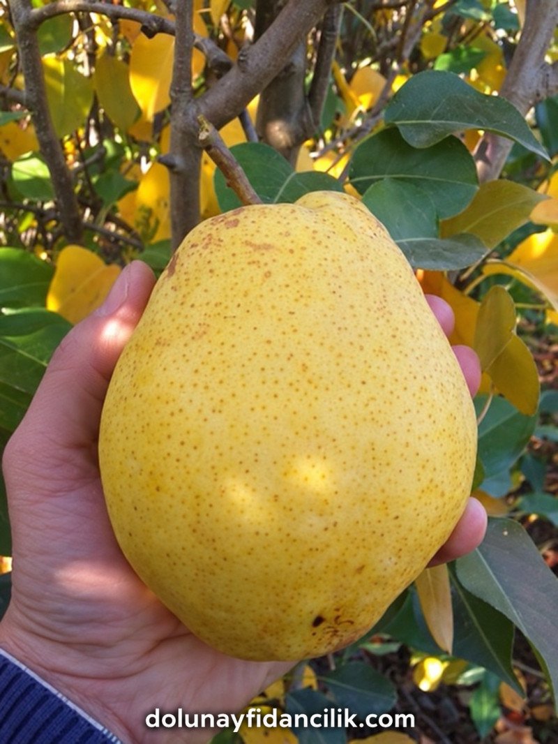 Margerite Marillat Armut Fidanı