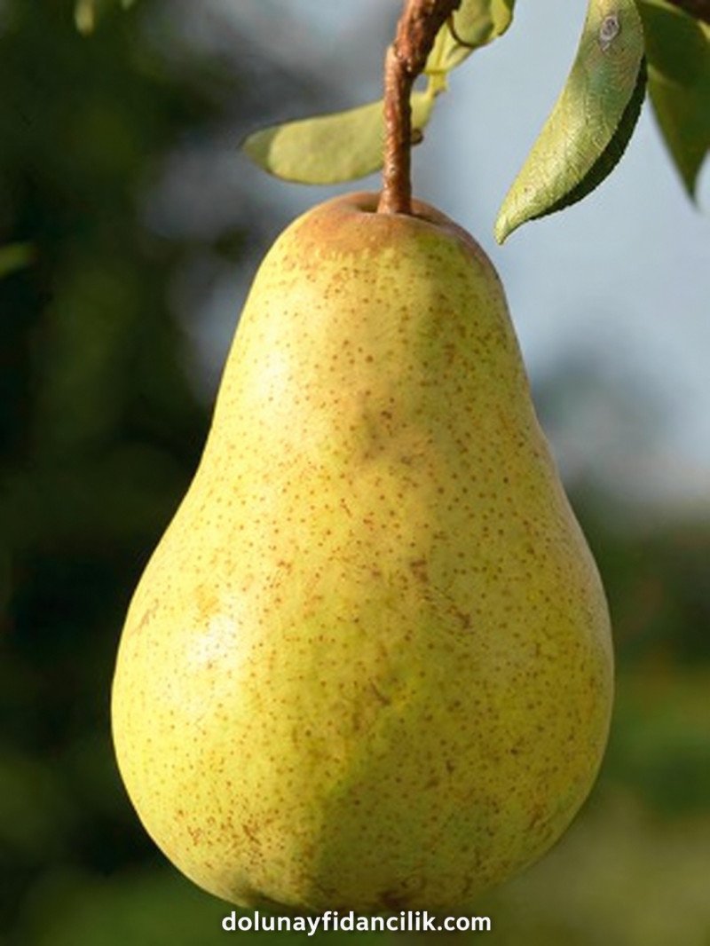 Williams Armut Fidanı
