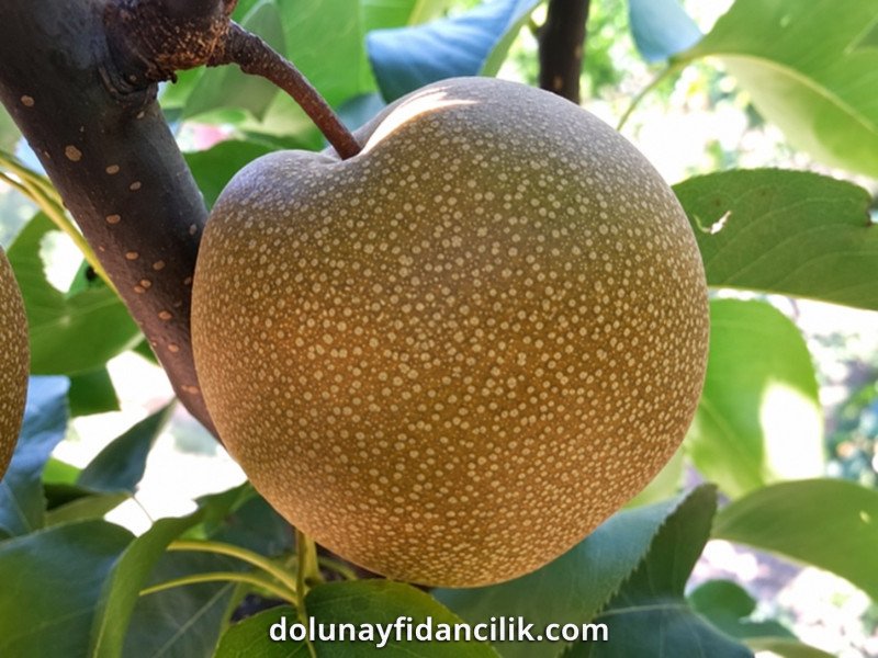 Hosui Asya Armut Fidanı (Nashi)
