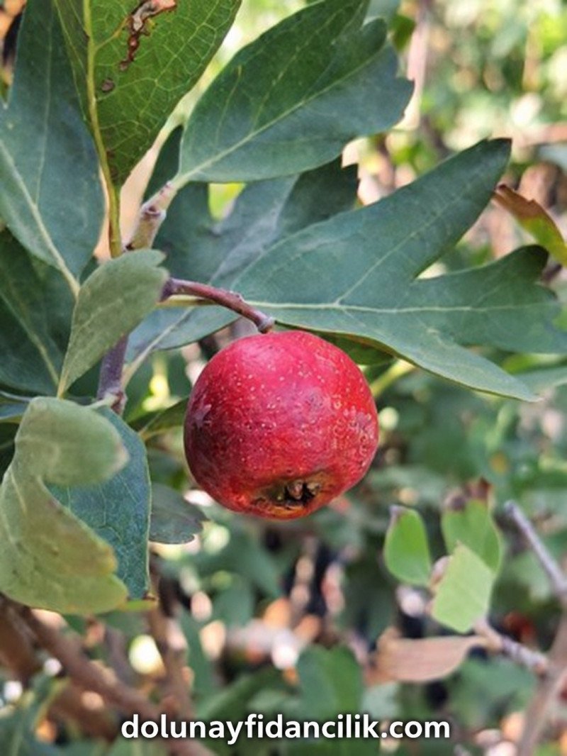 Kırmızı Alıç Fidanı