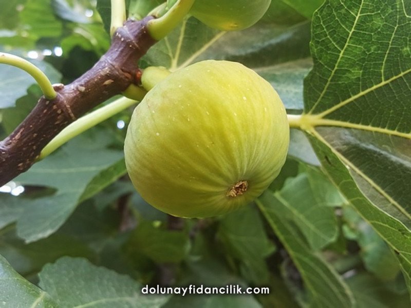 Japon Böğürtleni Fidanı (Wineberry)