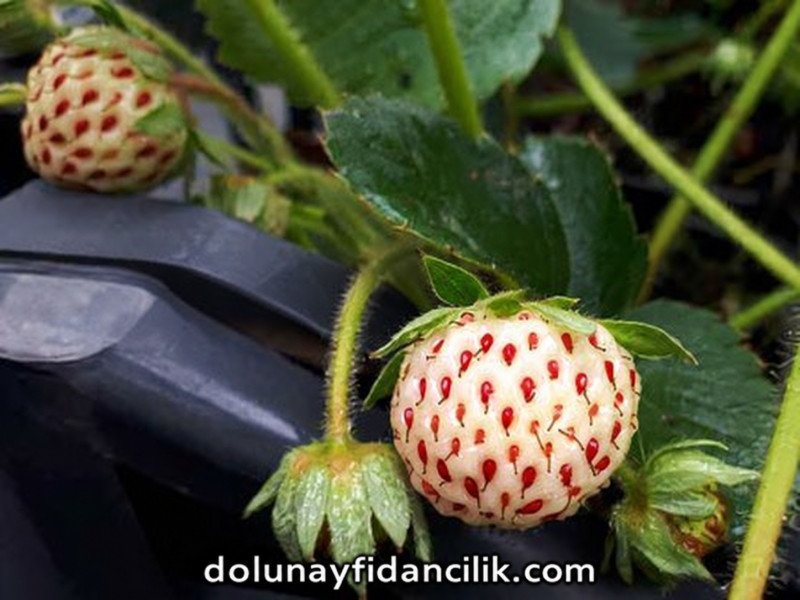 Pineberry Beyaz Çilek Fidesi