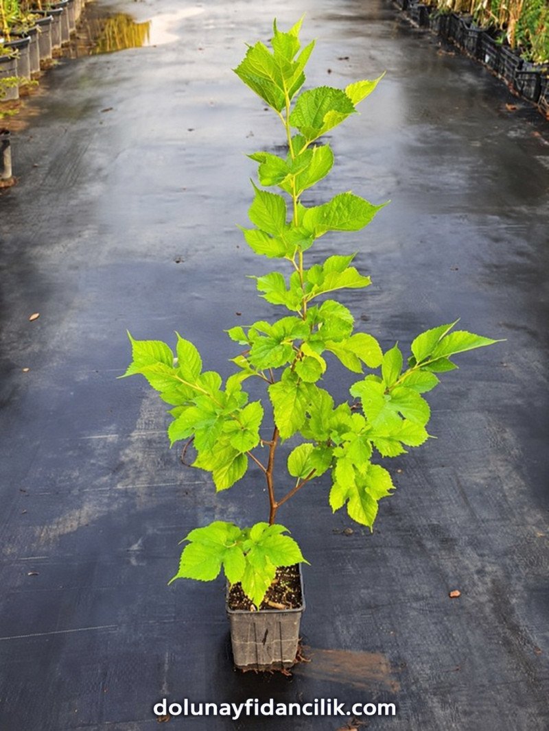 Beyaz Dut Fidanı (Morus alba)