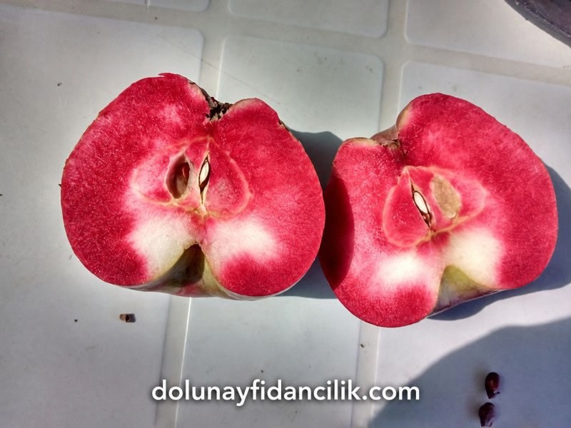 Amerikan Red Love Elma Fidanı
