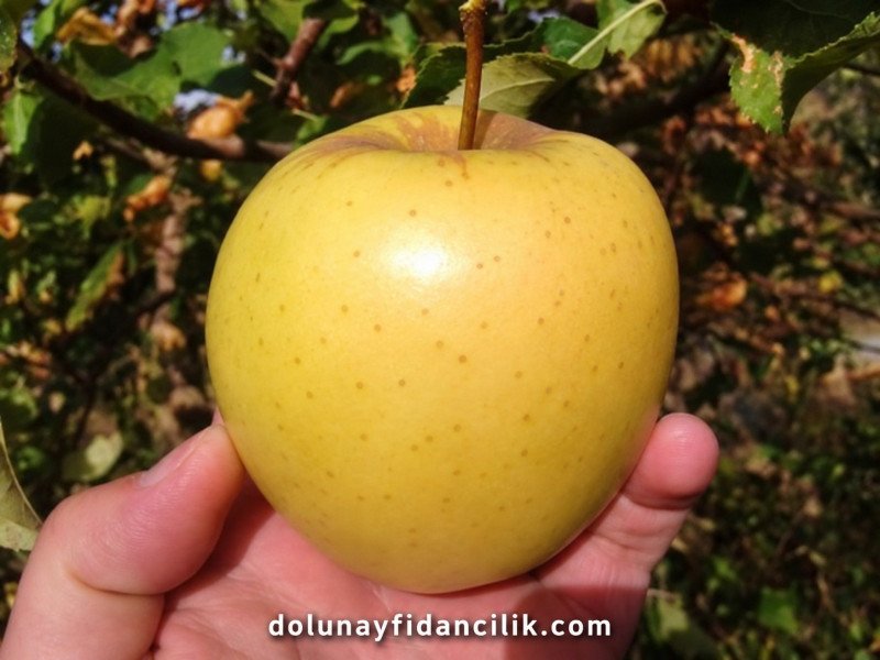 Golden Delicious Elma Fidanı