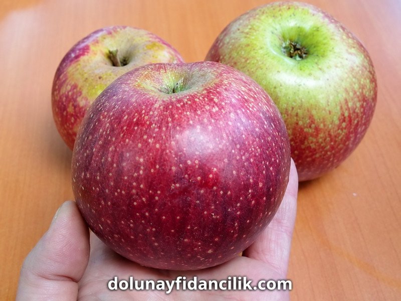 Arap Kızı Elma Fidanı