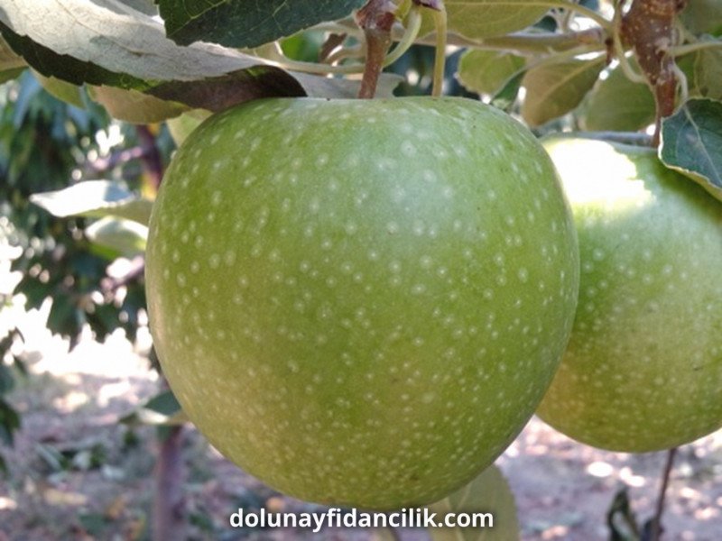 Granny Smith Elma Fidanı