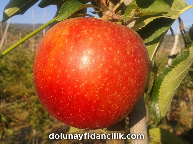 Red Jonaprince Elma Fidanı