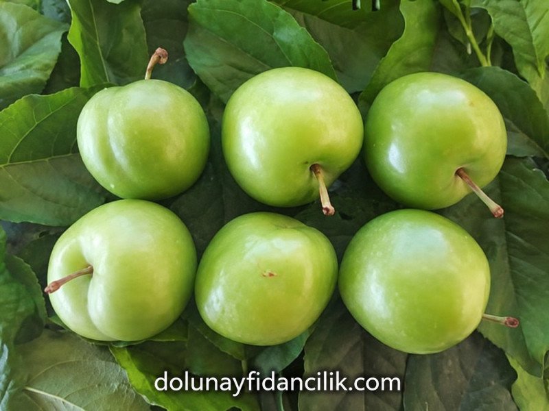 Bıçakçı Papazı Erik Fidanı
