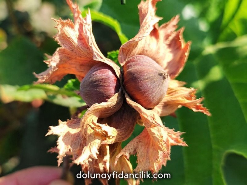 Palaz Fındık Fidanı