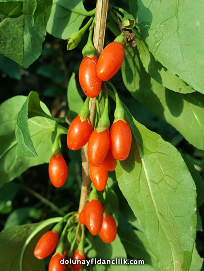 Bigberry Goji Berry Fidanı