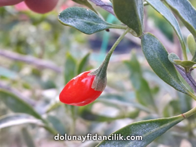 Sweetberry Goji Berry Fidanı