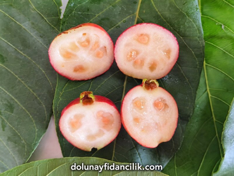 Çilek Guava Fidanı