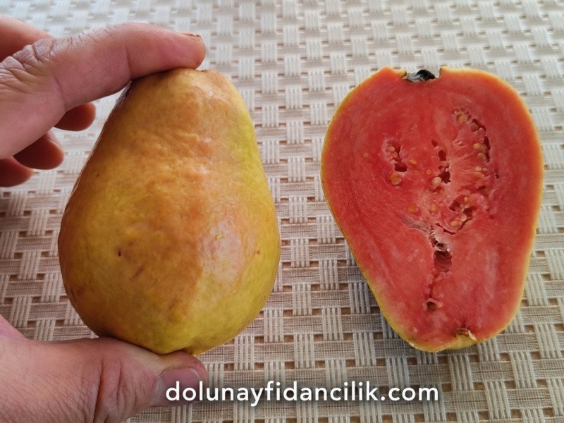 Kırmızı Armut Guava Fidanı