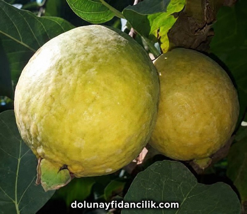 Kırmızı Guava Fidanı
