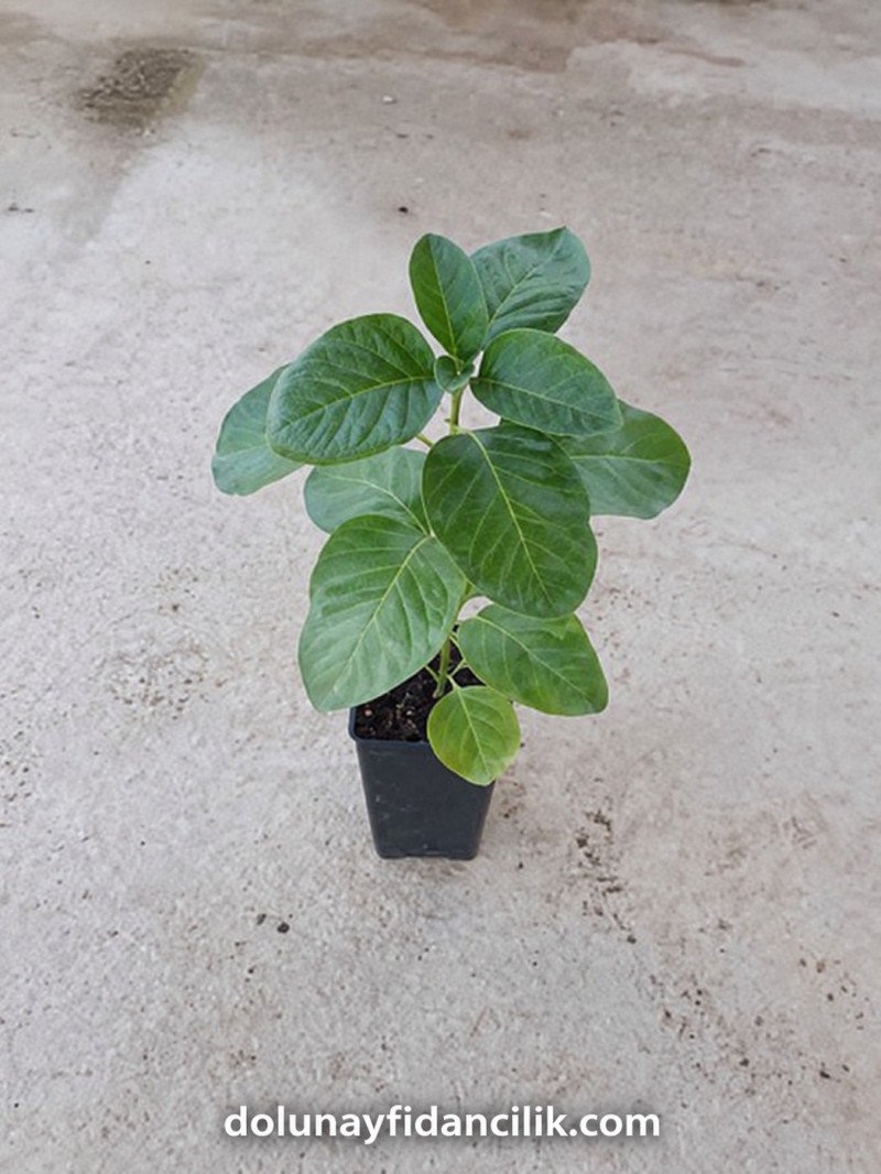Hint Ginsengi Fidanı