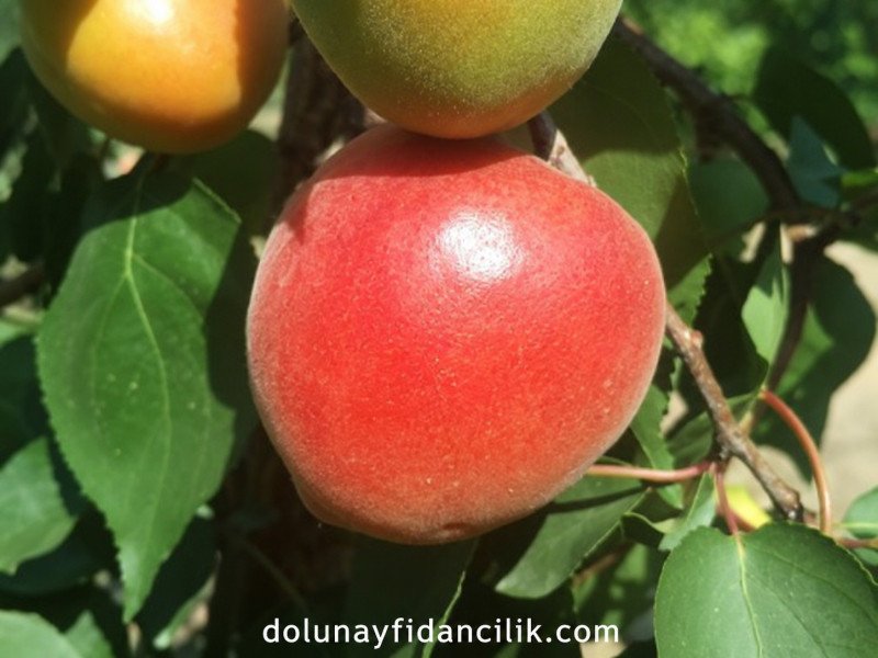 Orange Ruby Kayısı Fidanı